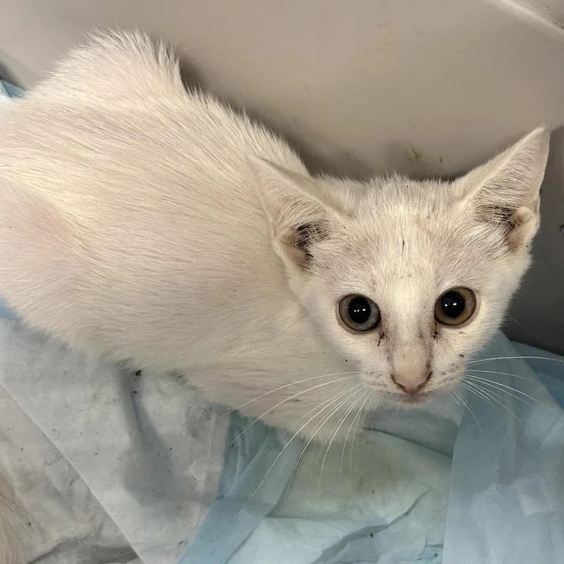 A baby small-sized male White Domestic Short Hair cat named Cosmic ChaCha for adoption in Boerne, TX