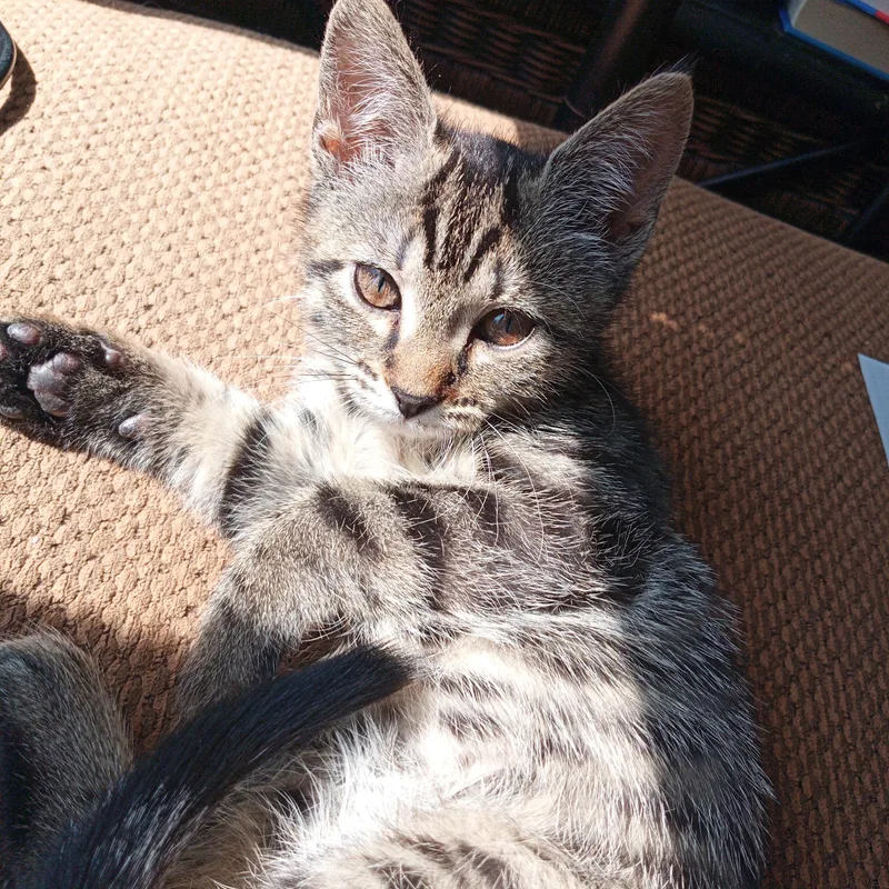 A young medium-sized female Tabby (Buff / Tan / Fawn) Tabby cat named Cherry Garcia for adoption in Muncie, IN