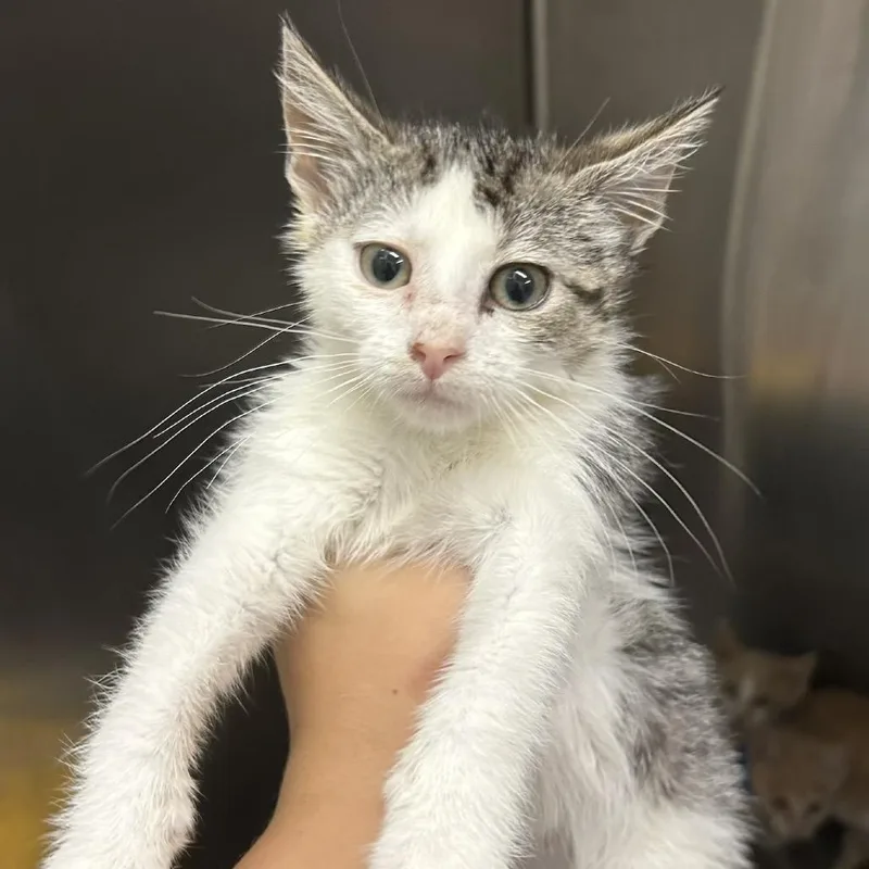 A baby small-sized female Brown / Chocolate Domestic Short Hair cat named Quint Meet me at for adoption in Buffalo, MN