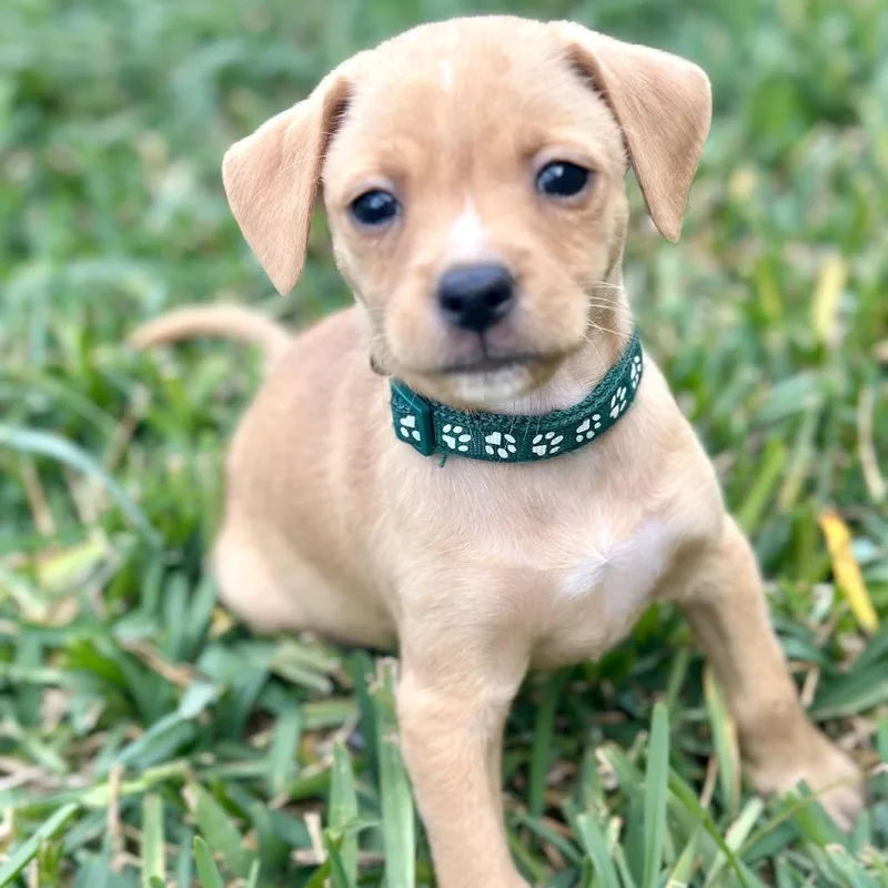 A baby small-sized male Apricot / Beige Chihuahua dog named Orlando for adoption in Brownsville, TX