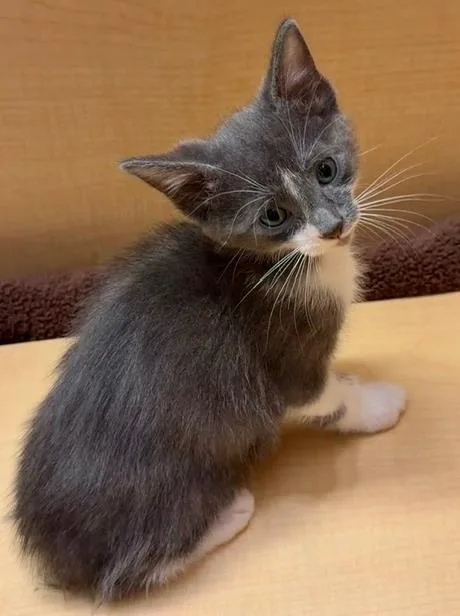 A baby small-sized male Domestic Short Hair cat named Snickers for adoption in Camarillo, CA