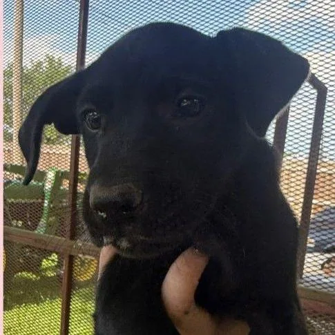A baby small-sized female Black Mixed Breed dog named Alma for adoption in Allentown, PA