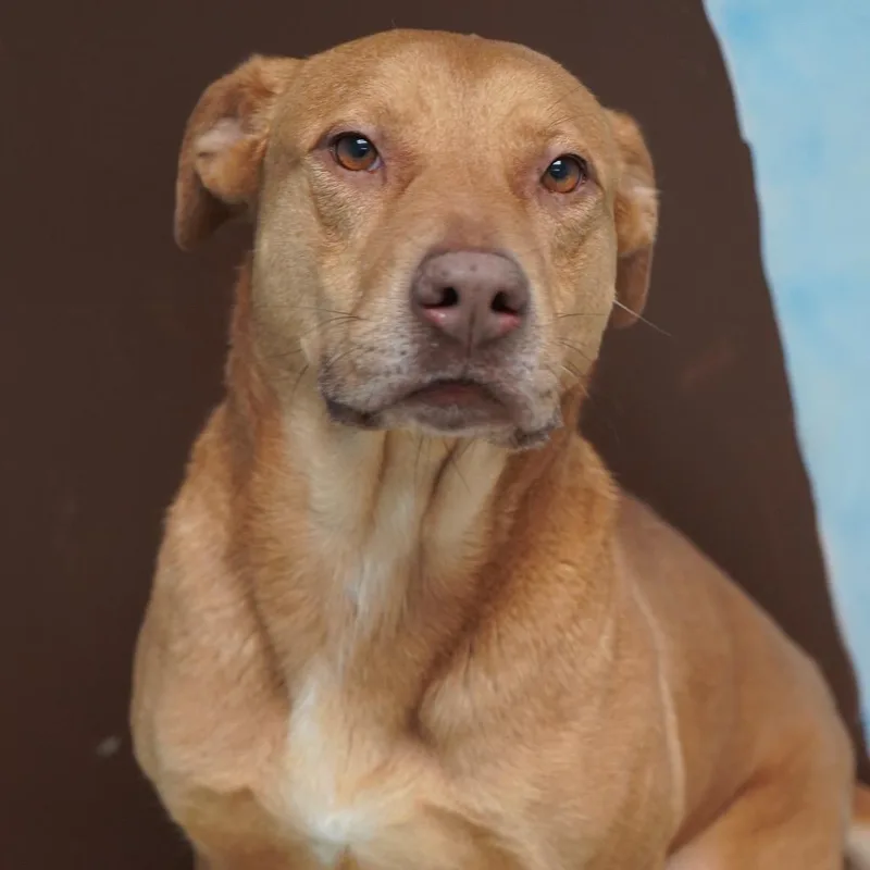 An adult medium-sized female Brown / Chocolate Mixed Breed dog named Bitsy for adoption in Alabaster, AL