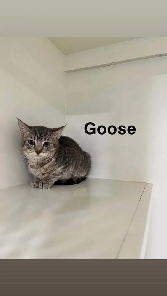 Goose thumbnail 2