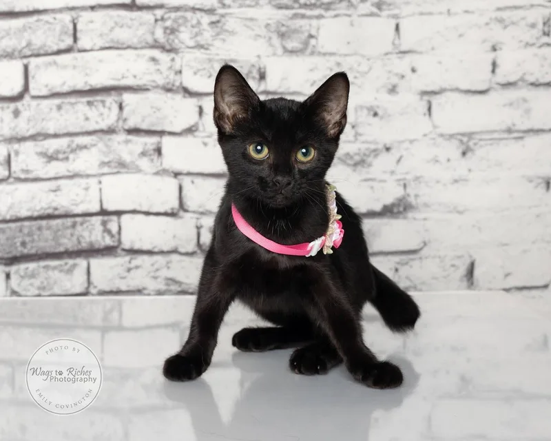 A baby medium-sized female Black American Bobtail cat named Lady the Bobtail for adoption in Tuscaloosa, AL