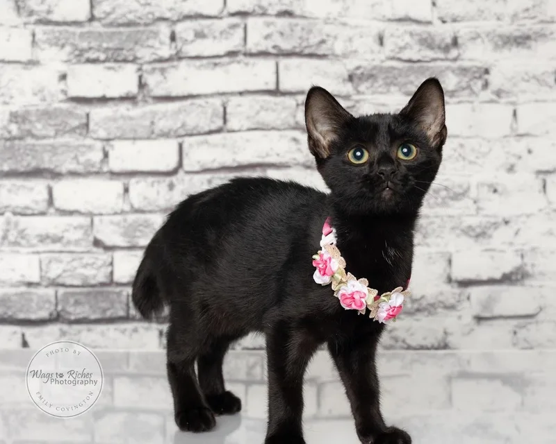 Lady the Bobtail thumbnail 4