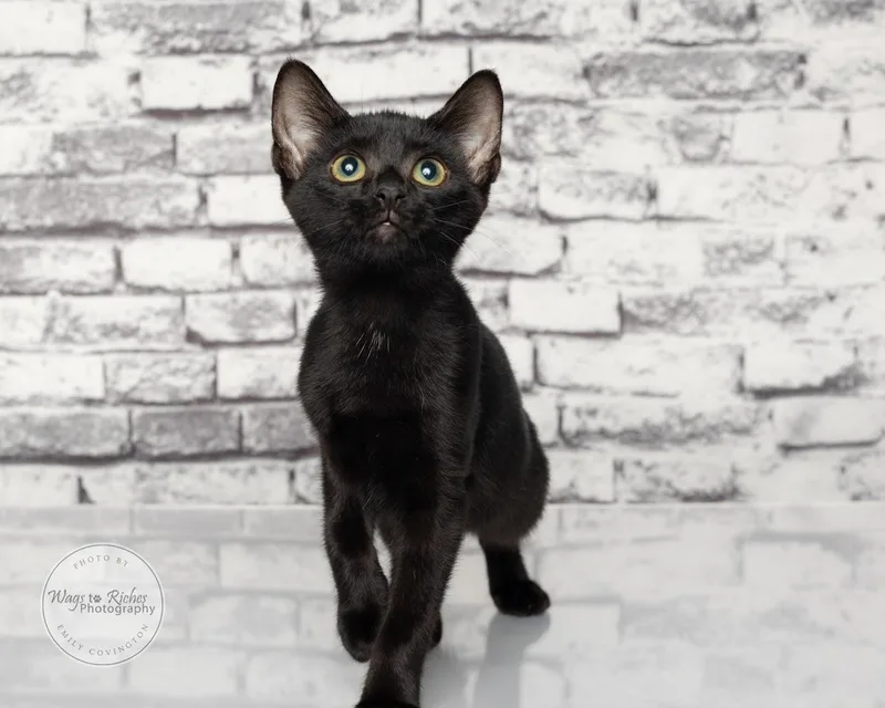 Lady the Bobtail thumbnail 5