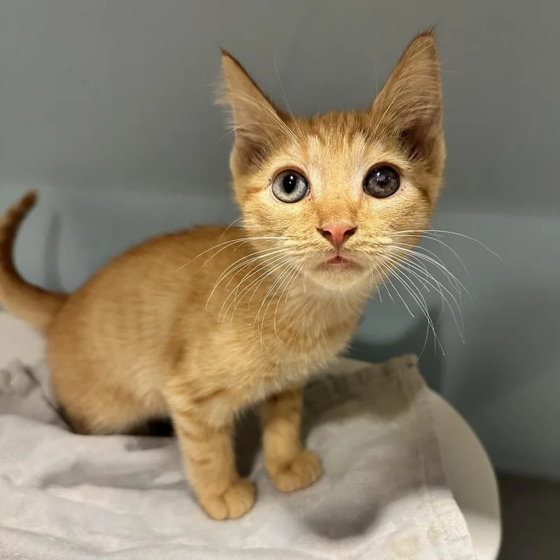 A baby small-sized male Orange / Red Domestic Short Hair cat named Hopper for adoption in Chattanooga, TN