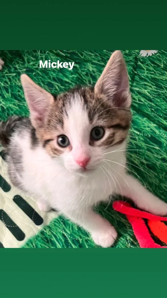 A baby small-sized male Black & White / Tuxedo Domestic Short Hair cat named Mickey The Country Crew for adoption in Telford, PA