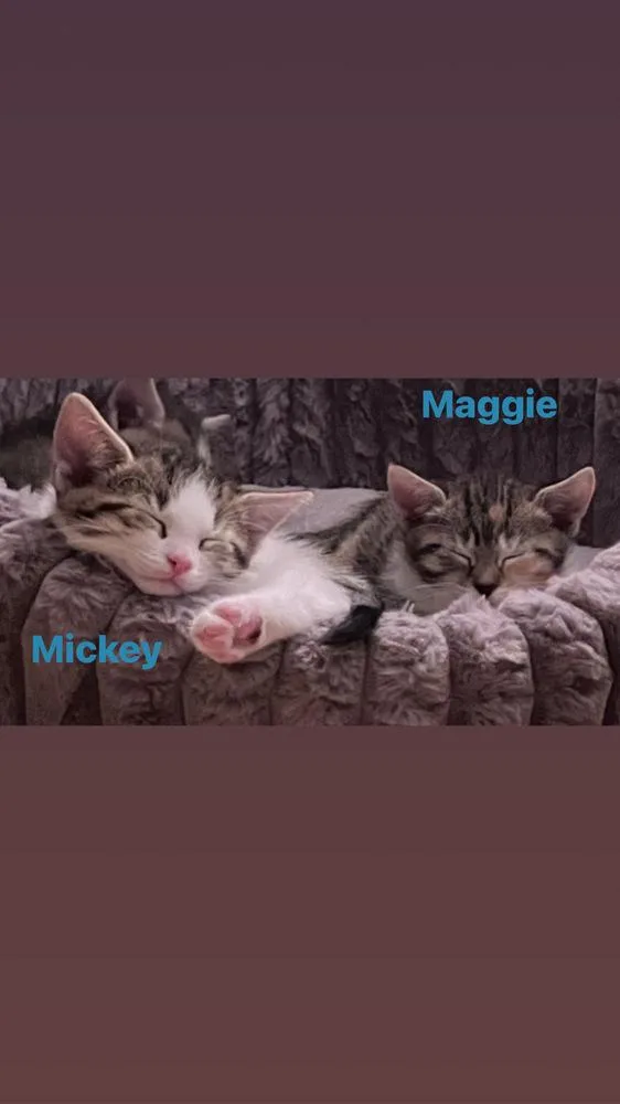 Mickey The Country Crew thumbnail 2