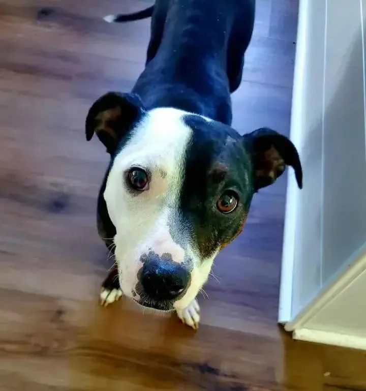 Molly thumbnail 2