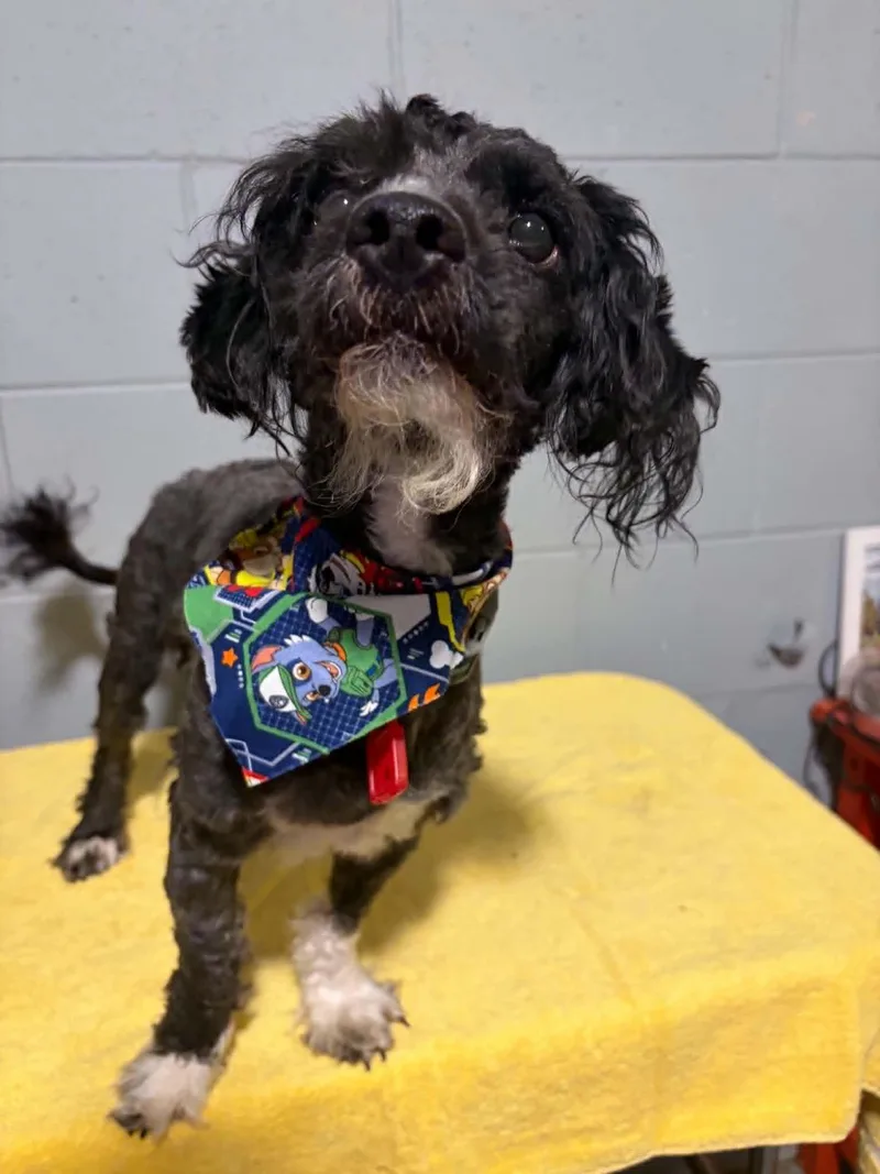 A young small-sized male Poodle dog named Clover for adoption in Mukwonago, WI