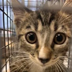 A baby medium-sized male Domestic Short Hair cat named Cameron for adoption in Brenham, TX