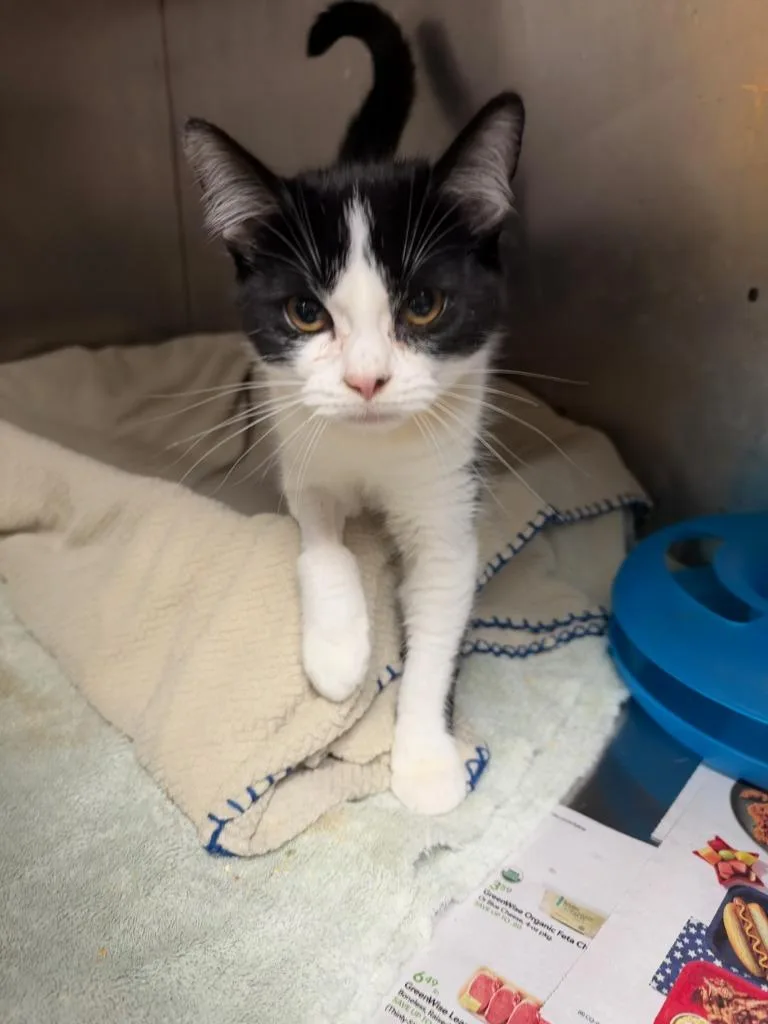 A baby large-sized female Domestic Short Hair cat named S'mores Milkshake for adoption in Chickamauga , GA