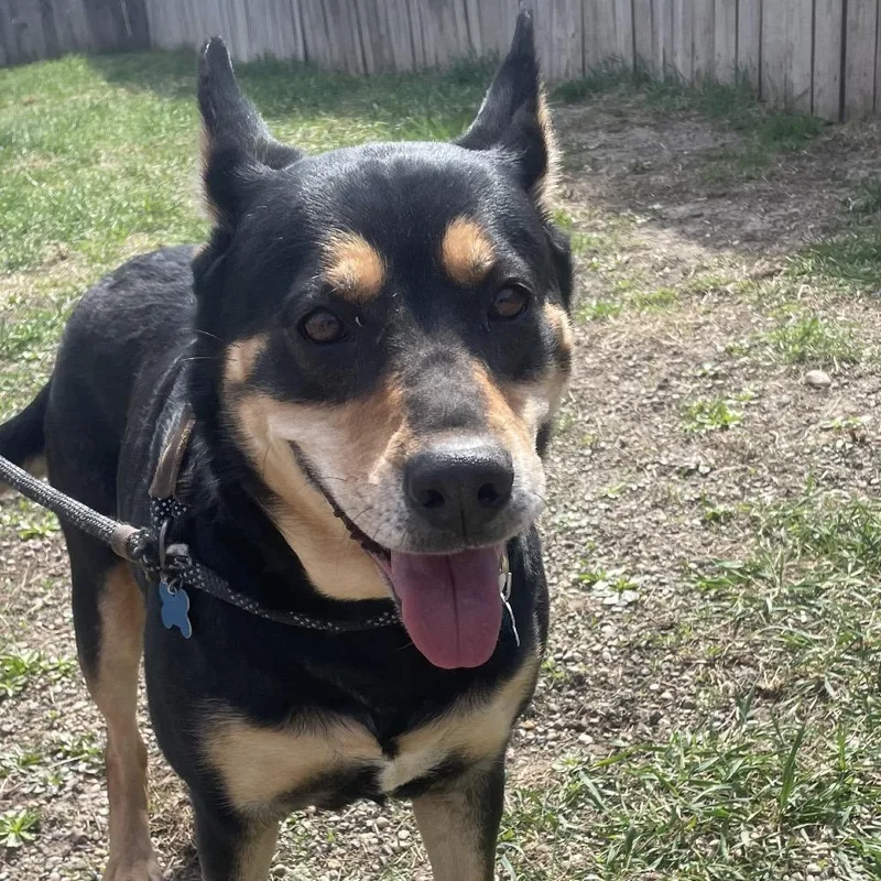 A senior large-sized female Black German Shepherd Dog dog named Santana for adoption in West Des Moines, IA
