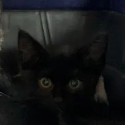A baby medium-sized female Black Domestic Short Hair cat named B Spy Roswell for adoption in Denver, CO