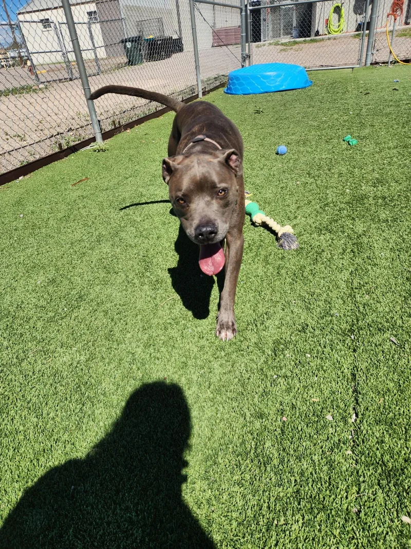 An adult medium-sized male Pit Bull Terrier dog named Dozer for adoption in Truth or Consequences , NM