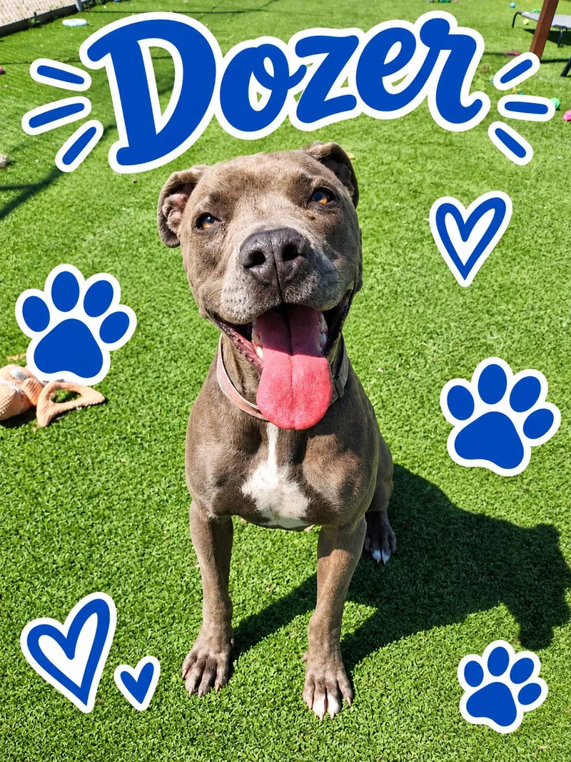 Dozer thumbnail 2