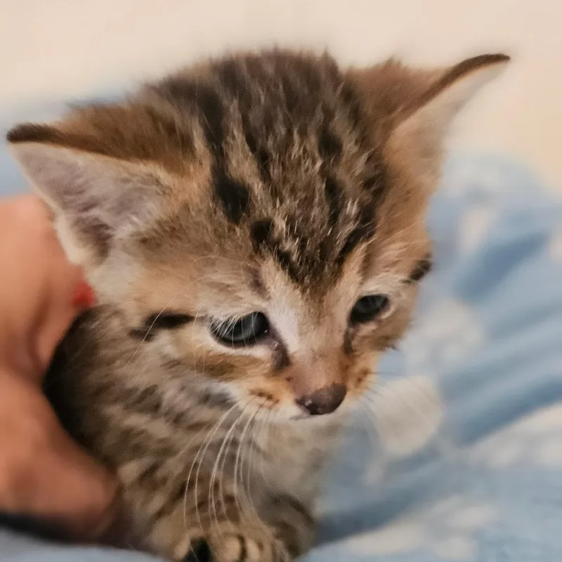 A baby small-sized male Brown / Chocolate Domestic Short Hair cat named Winston for adoption in Newport, TN
