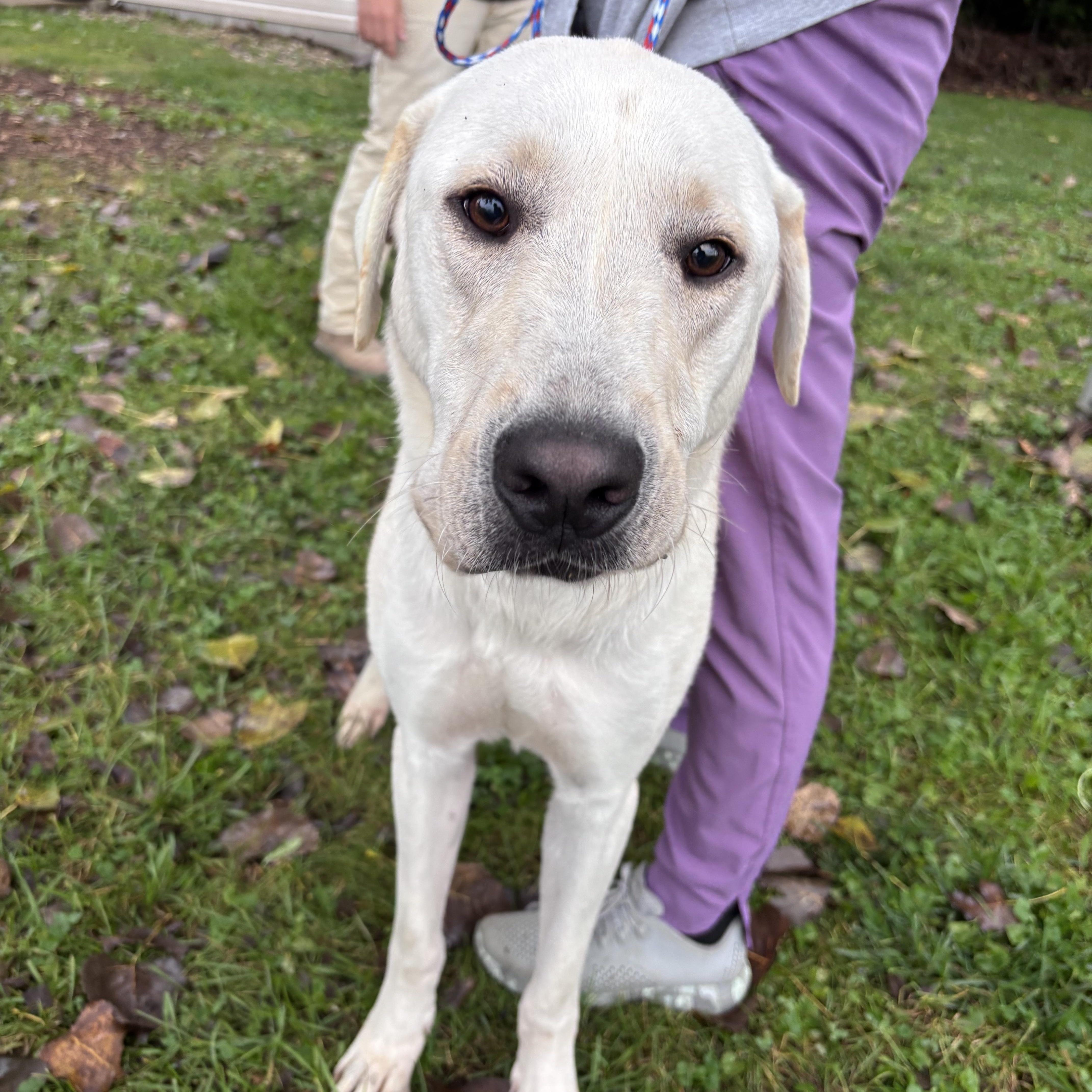 A young large-sized male Great Pyrenees dog named Forest for adoption in New Castle, IN