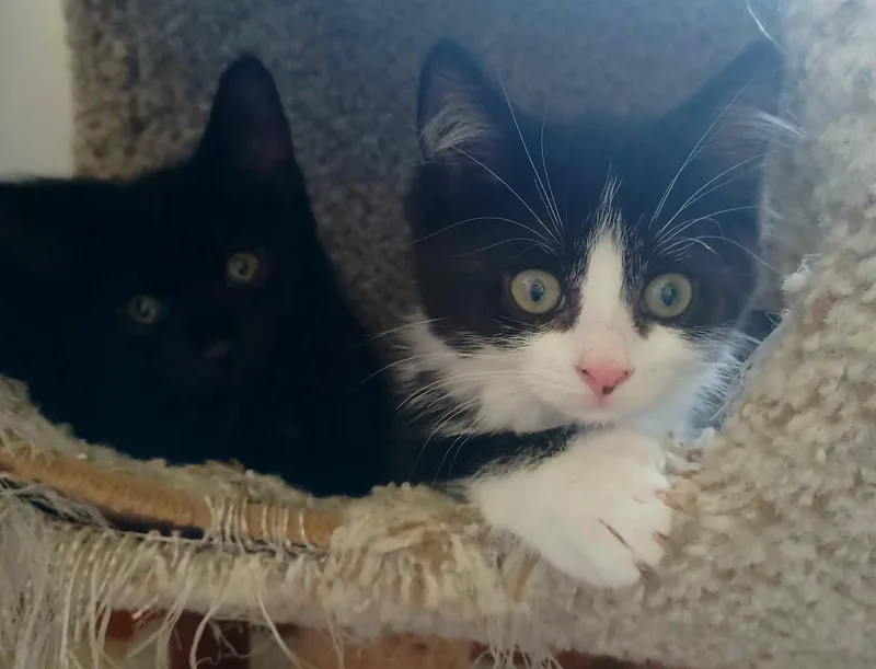 Cocoa Puffs thumbnail 2