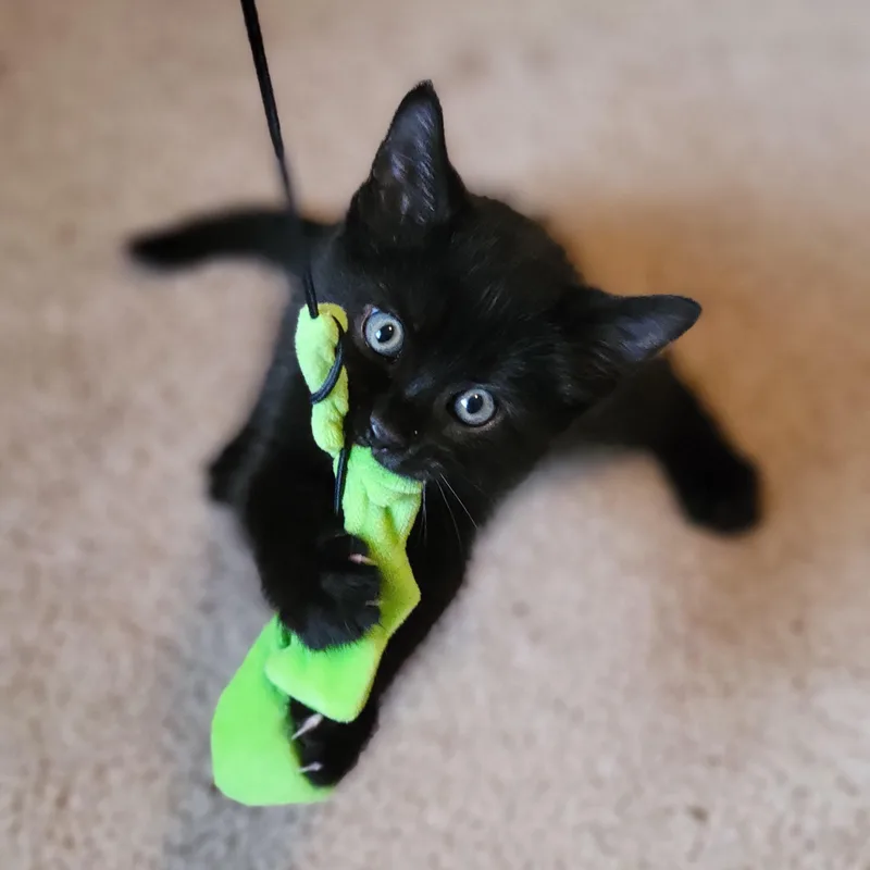 Cocoa Puffs thumbnail 3