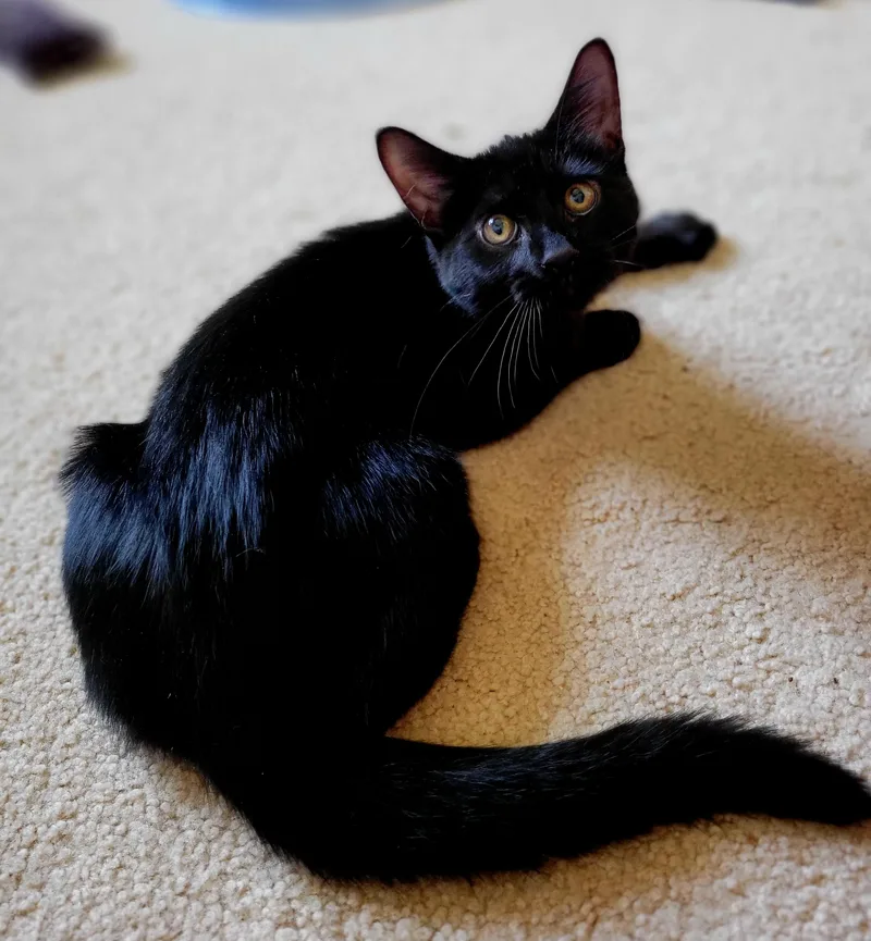 Cocoa Puffs thumbnail 4