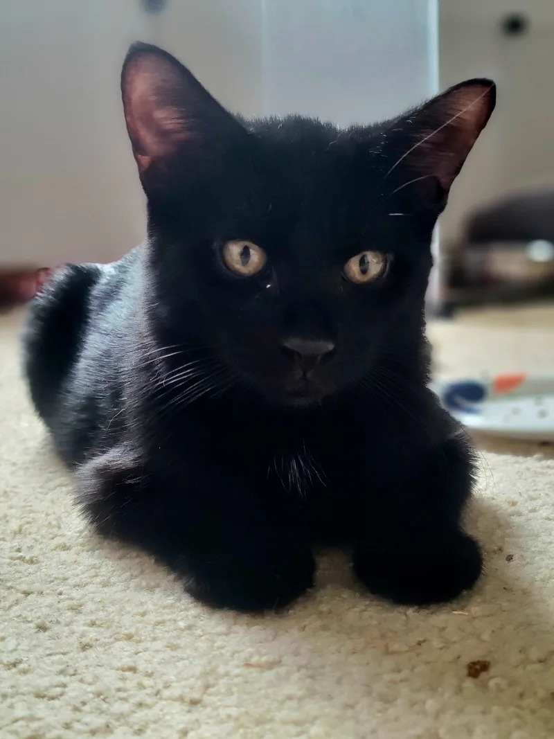 Cocoa Puffs thumbnail 5