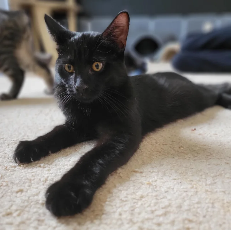 Cocoa Puffs thumbnail 6