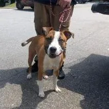 An adult medium-sized male Brown / Chocolate Mixed Breed dog named Edgar for adoption in Asheville, NC