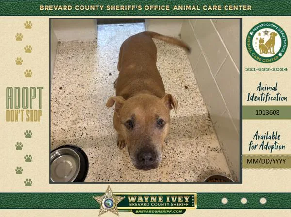A senior medium-sized female Mixed Breed dog named Tasha for adoption in Melbourne, FL