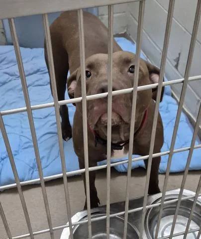 An adult medium-sized female Pit Bull Terrier dog named Brown Betty for adoption in Decatur, IL