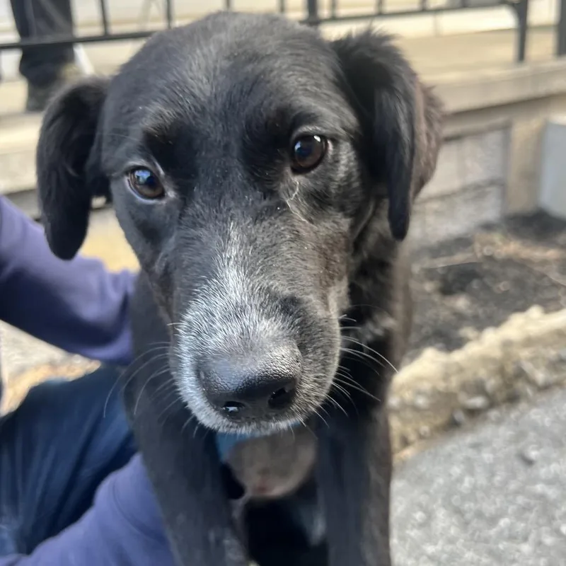 A young medium-sized female Black Black Labrador Retriever dog named Sadie Belle for adoption in Allentown, PA