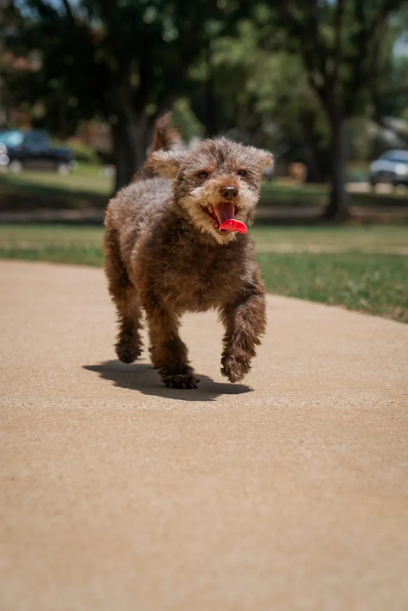 An adult small-sized female Miniature Poodle dog named Prue for adoption in Los Angeles, CA