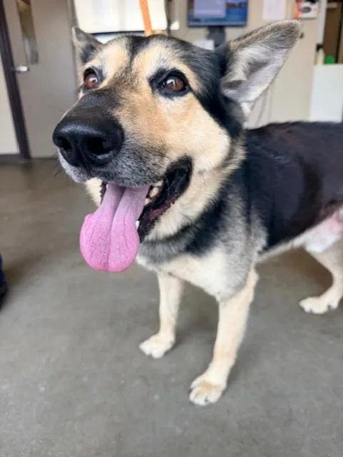 An adult large-sized male German Shepherd Dog dog named Rodeo for adoption in Ontario, CA