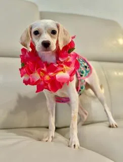 An adult small-sized female Beagle dog named Penny for adoption in Miami, FL