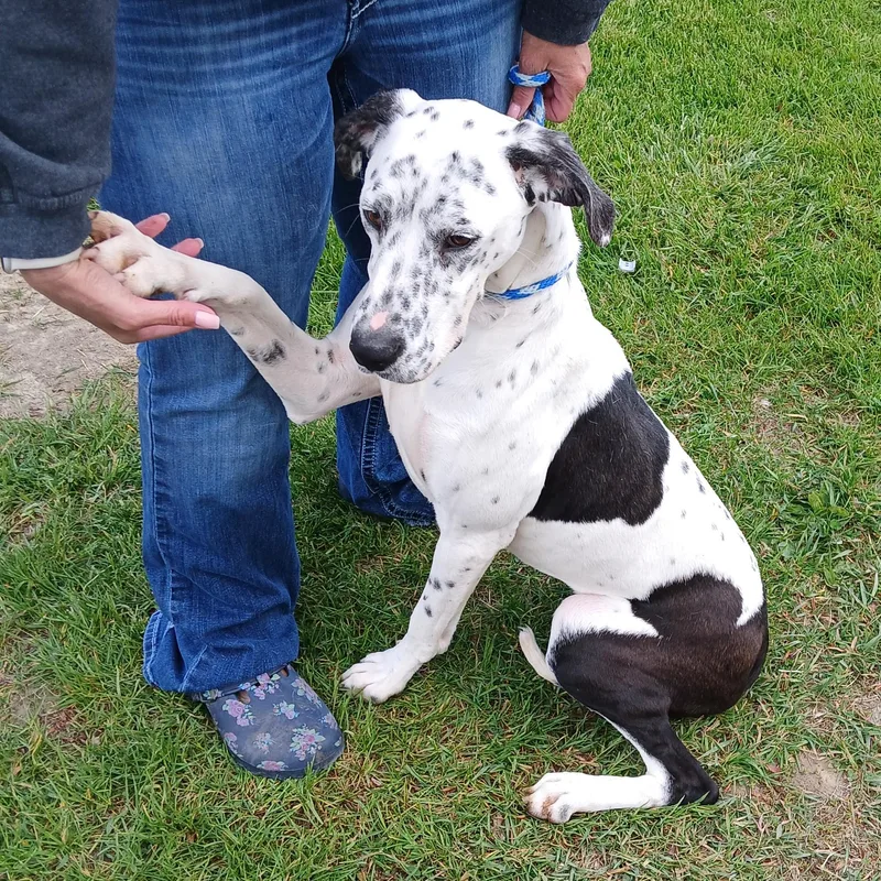 A young medium-sized female White / Cream English Pointer dog named Sadie for adoption in Westland, MI