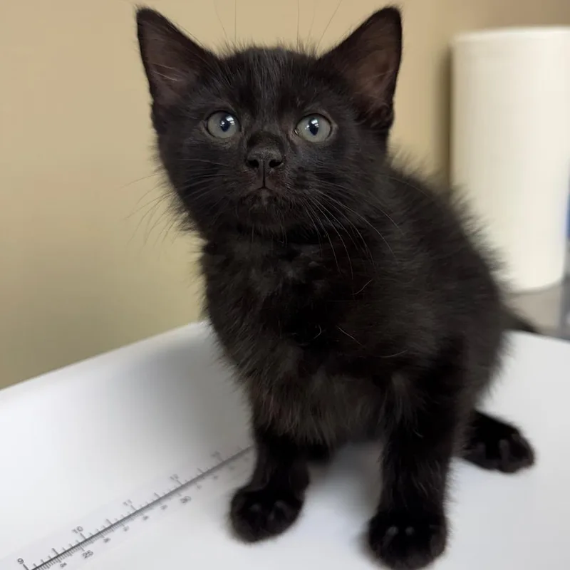 A baby small-sized male Black Domestic Short Hair cat named Rizzo for adoption in Birmingham, AL