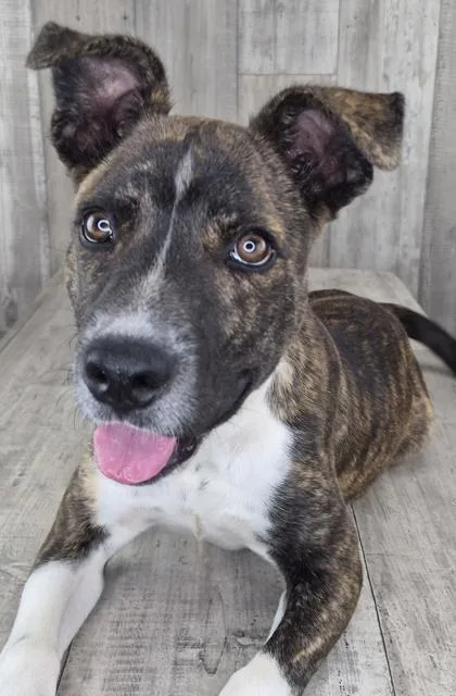 An adult small-sized male Terrier dog named Scrappy Doo for adoption in Shreveport, LA