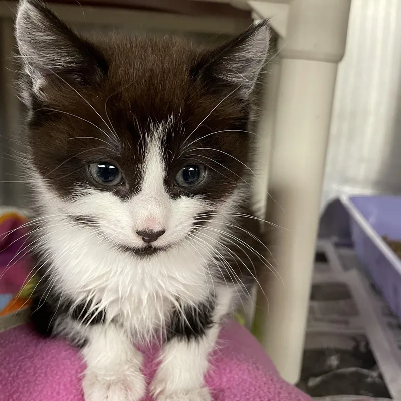A baby medium-sized female Black & White / Tuxedo Tuxedo cat named Copper And Silver for adoption in North Kingstown, RI