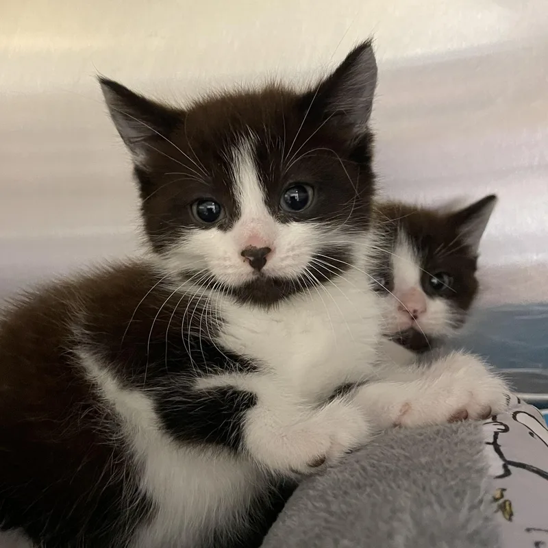 Copper And Silver thumbnail 6