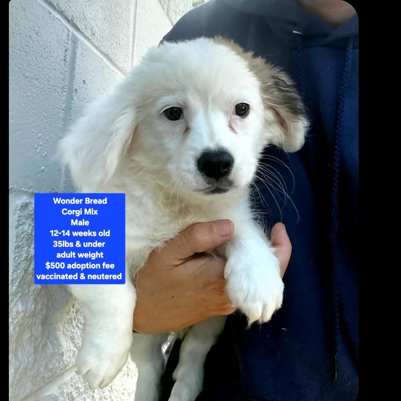 A baby medium-sized male Corgi dog named Wonder Bread for adoption in Oviedo, FL