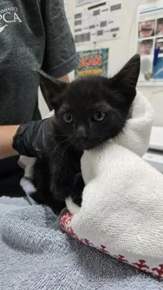 A baby medium-sized male Domestic Short Hair cat named Play for adoption in Sacramento, CA