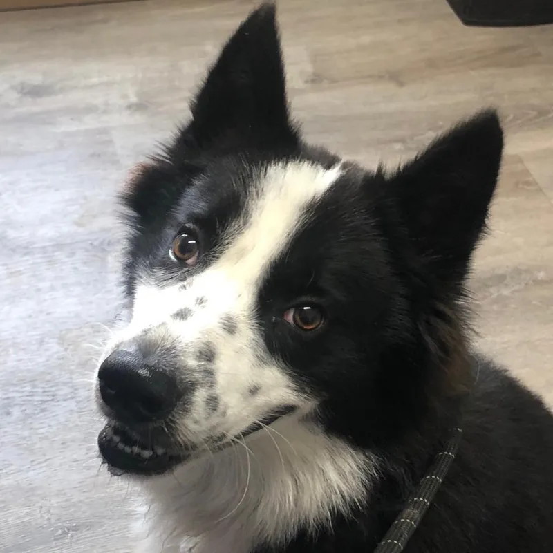An adult large-sized male Border Collie dog named Tucker for adoption in Freeport, FL