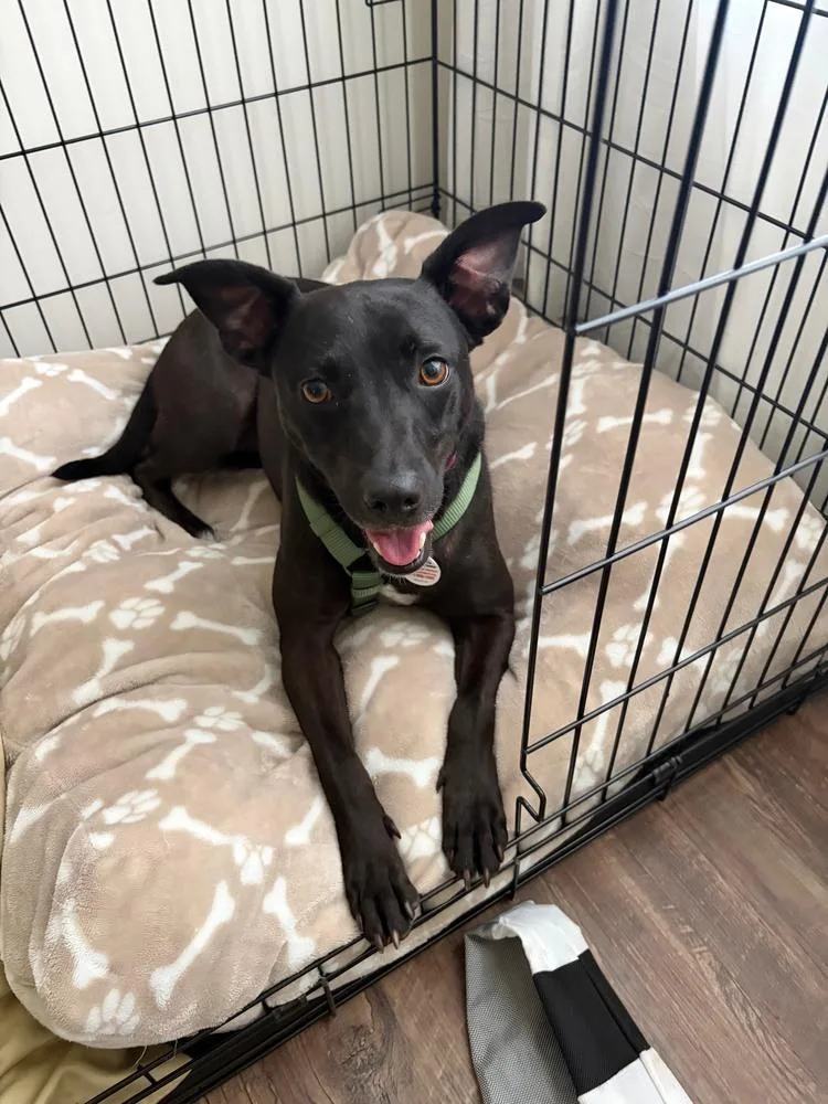 A young medium-sized female Black Labrador Retriever dog named Loretta  Country Gal for adoption in Horn Lake, MS