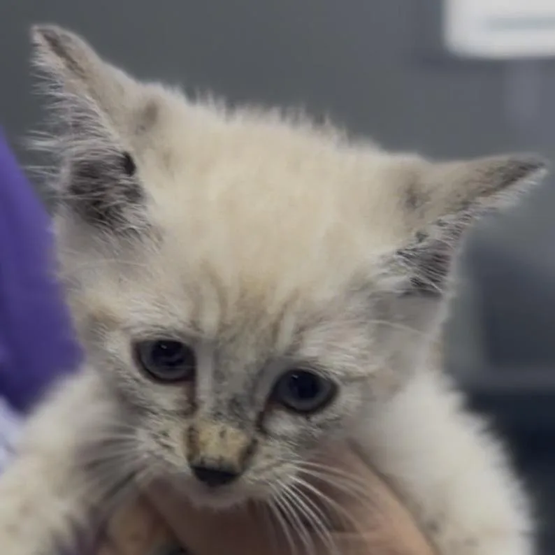 A baby small-sized female Seal Point Domestic Short Hair cat named Violet for adoption in Midland, TX