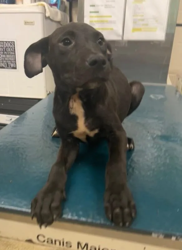 A young small-sized male Black Labrador Retriever dog named Curly for adoption in Mobile, AL