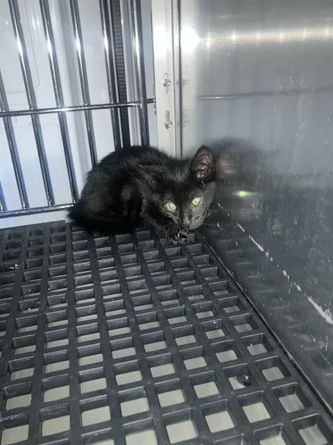 A baby medium-sized male Domestic Short Hair cat named Panther for adoption in Dallas, TX