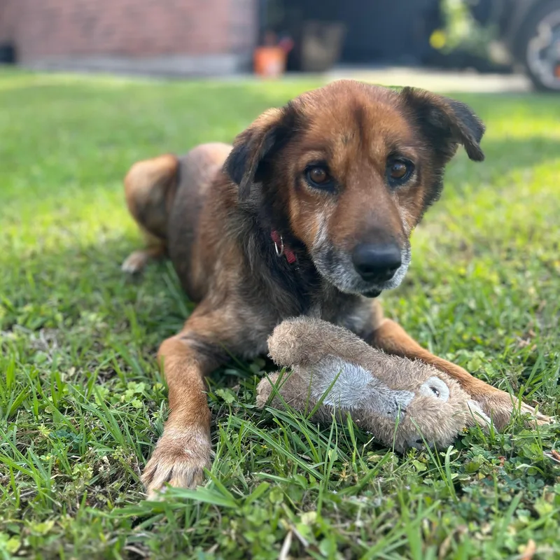 A senior medium-sized male German Shepherd Dog dog named Winston for adoption in Sugar Land, TX