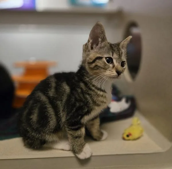 A baby small-sized female Domestic Short Hair cat named Fish for adoption in Dublin, CA